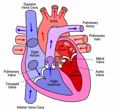 Heart flow diagram.jpg