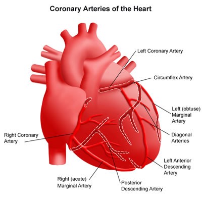 Coronary arteries of the heart.jpg